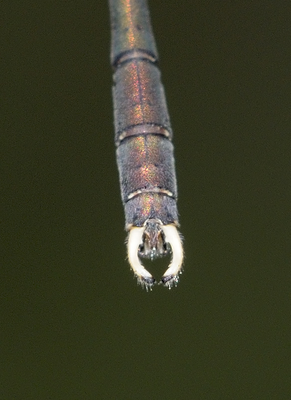Chalcolestes parvidens